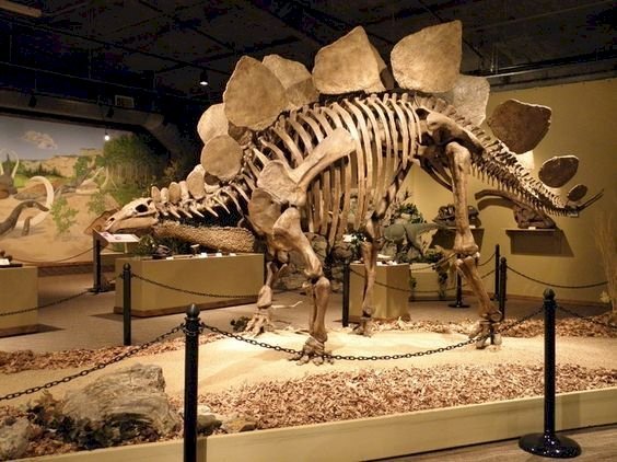 Explore The Etches Collection Museum of Jurassic Marine Life in Dorset | Fossils & More