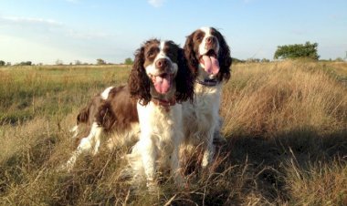 Hunting Traditions of Different Counties of England