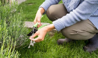 Top Lawn Care Tips UK 2025 | Healthy Garden Guide