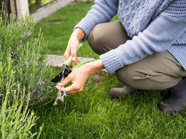 Top Lawn Care Tips UK 2025 | Healthy Garden Guide