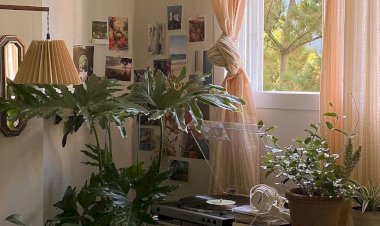 13 Cool Plants for Bedroom Décor to Refresh Your Space