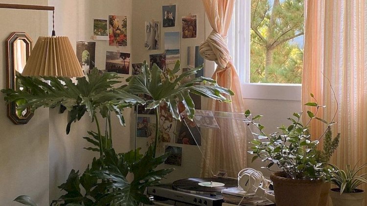 13 Cool Plants for Bedroom Décor to Refresh Your Space