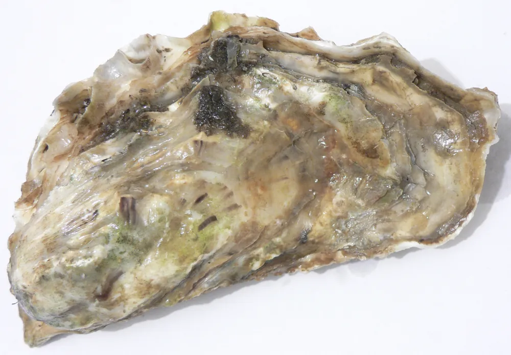 Top 5 Oyster Bars in Manchester: A Guide for Seafood Lovers