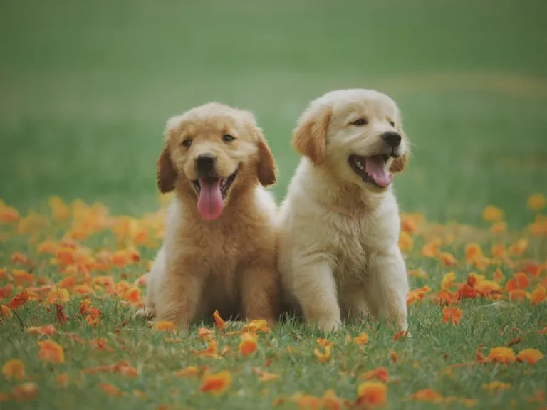 Home Cooked Dog Food Recipes UK: Safe, Healthy Meals You Can Make at Home