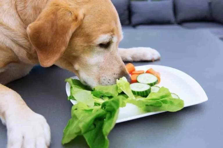 Can Dogs Eat Bird Food? Risks, Safety, and What to Do