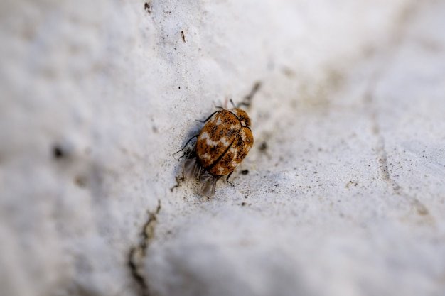 How to Get Rid of Bed Bugs Fast in 2026 | Home & Expert Solutions