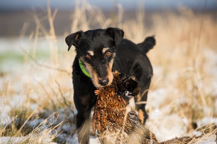Hunting Traditions of Different Counties of England
