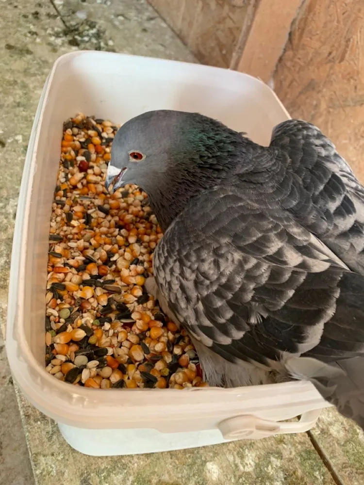 Can Pigeons Eat Dog Food? What Really Happens and What to Do Instead