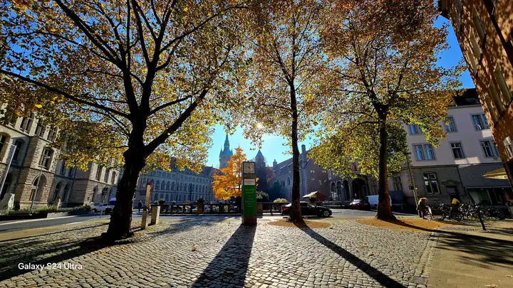 A tree-lined street on an autumn morning