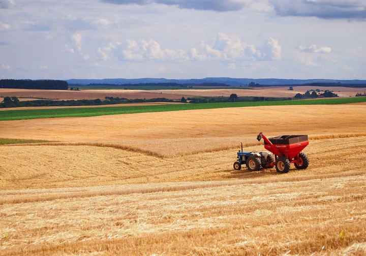 A combine harvester working in a wheat field